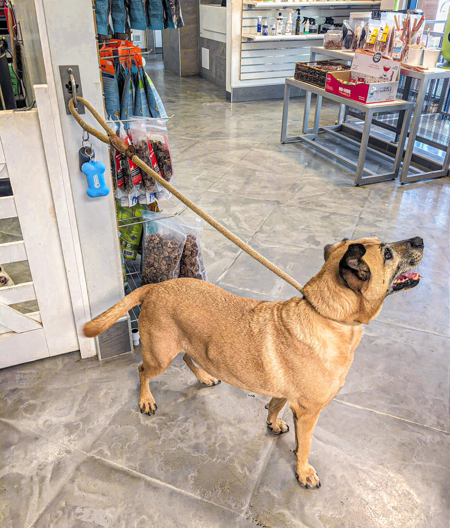 Dog on Hook - Leash on Hook at Groomers