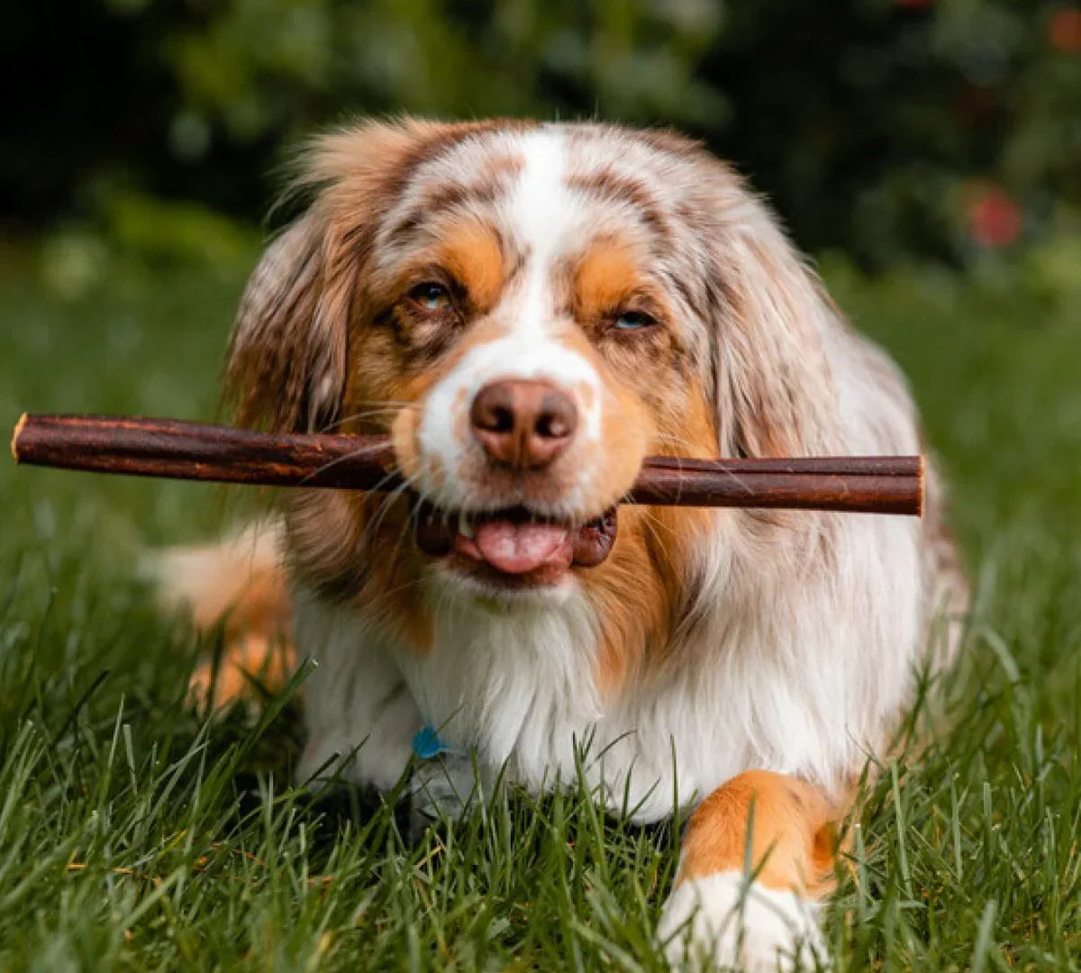 5 Reasons Collagen Sticks Are Good For Dogs!