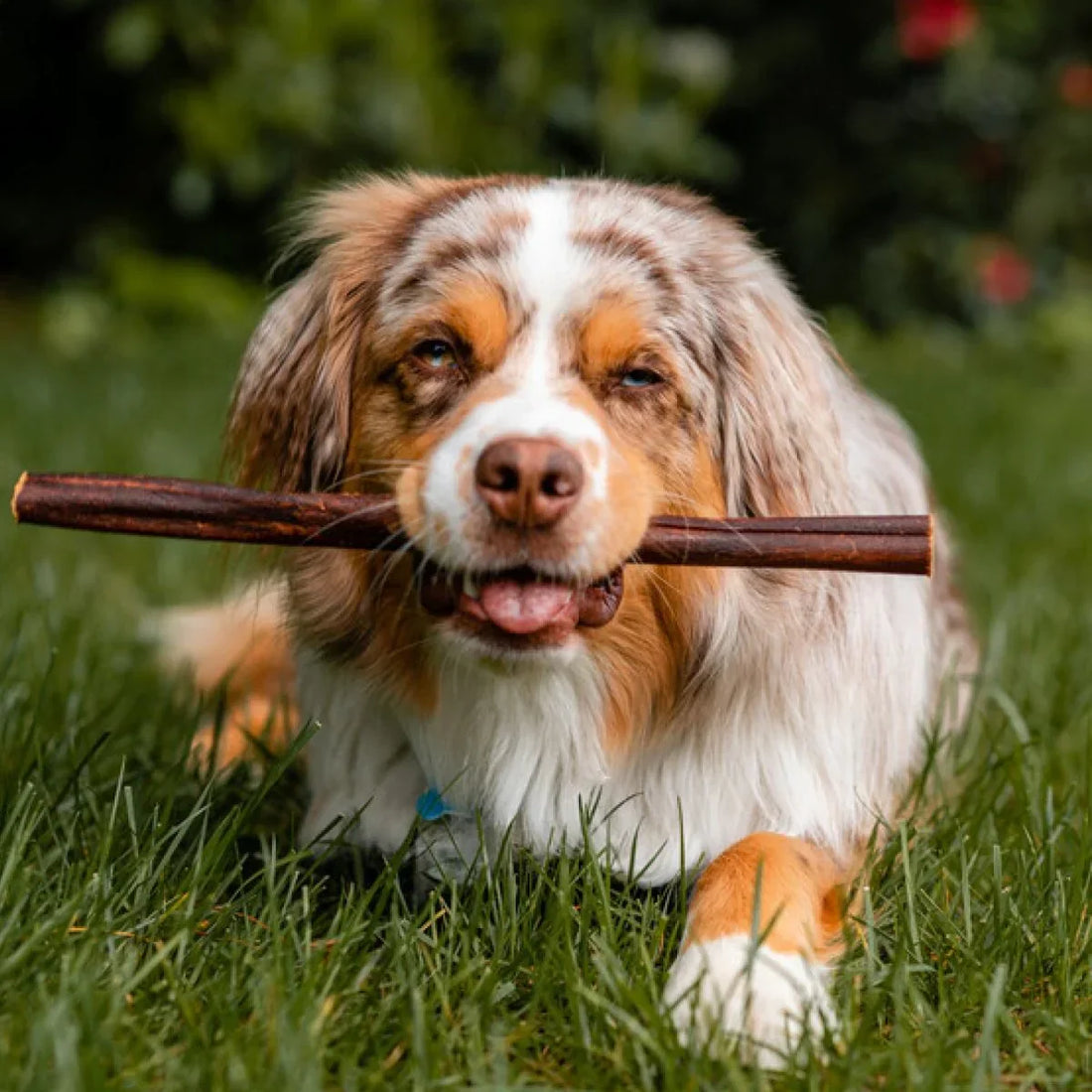 5 Reasons Collagen Sticks Are Good For Dogs!