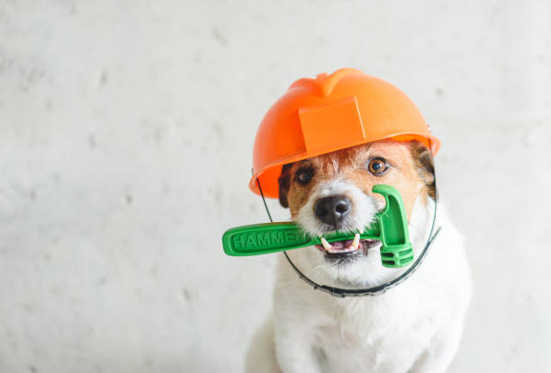Why Doghooks Are Better Than DIY Dog Hooks