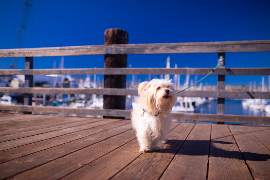 DogHook Instagram photo 4