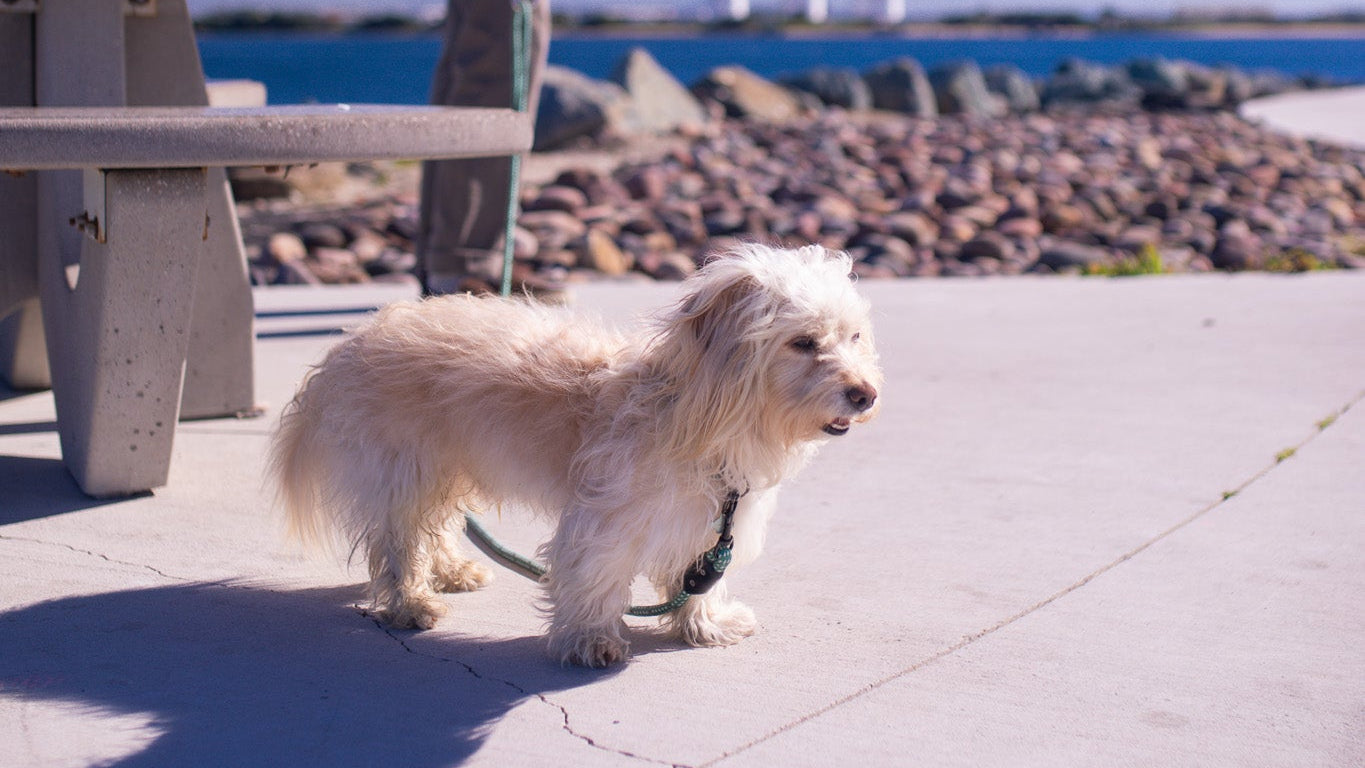 DogHook lifestyle photo