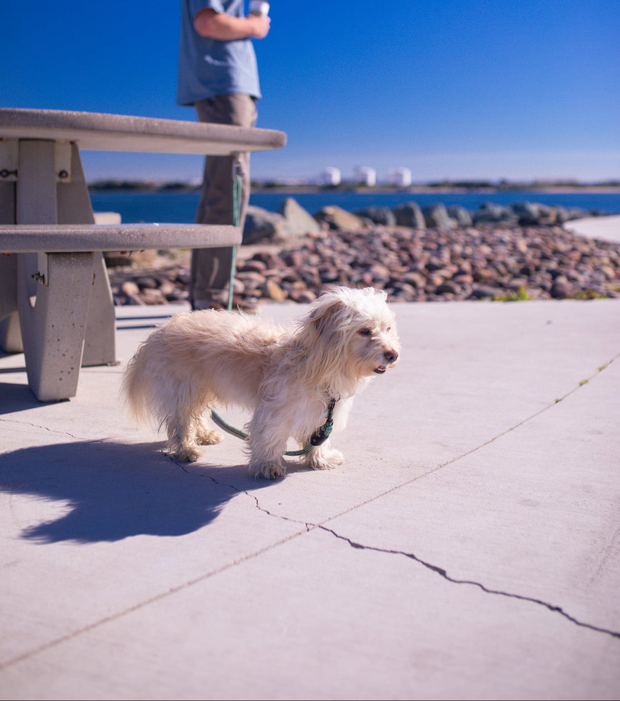 DogHook Instagram photo 3