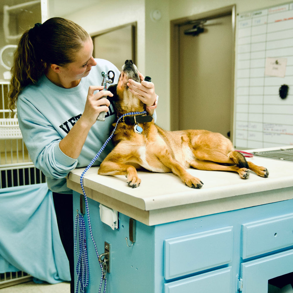 For pet Professionals