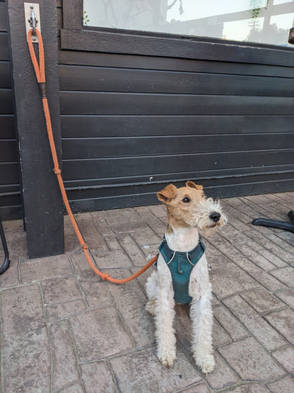 Doghook Standard 4 Pack