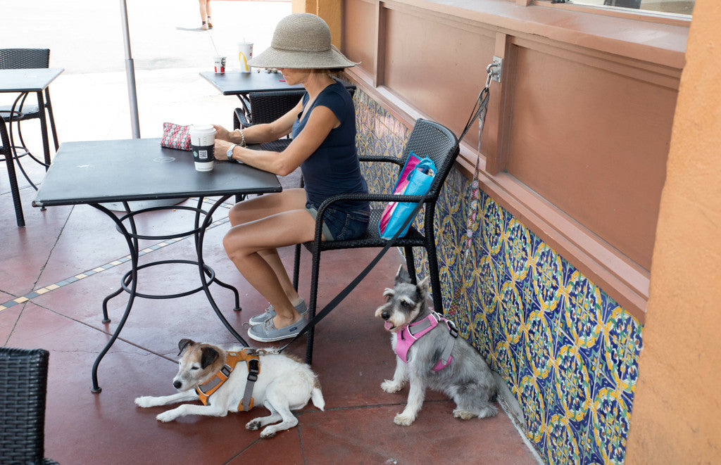 Doghook stainless leash anchor