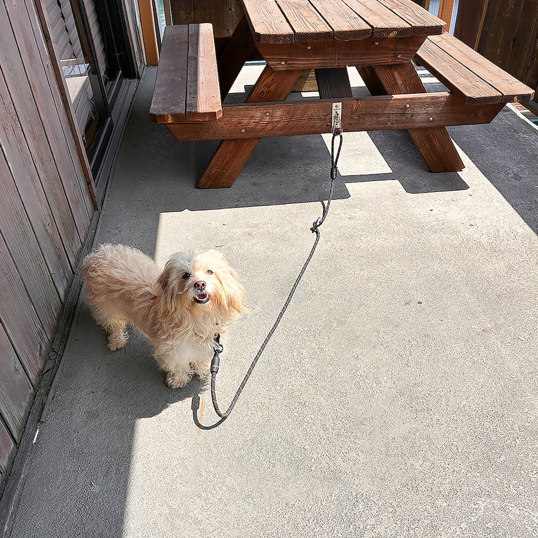 Easy_and_Leash.jpg
