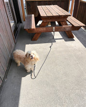 Belay Leash and Easy Clip Bundle Pack