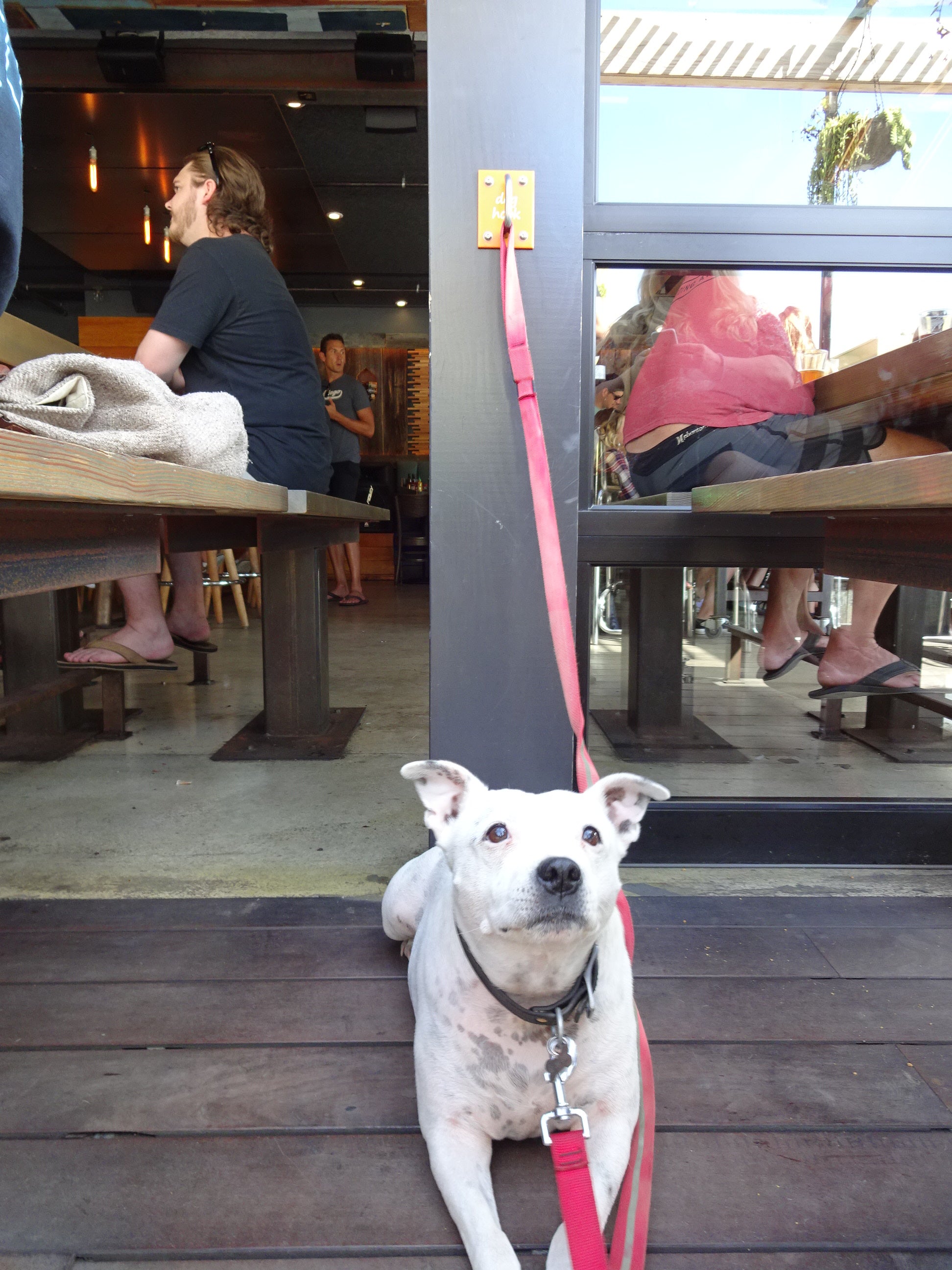 Doghook Dog Leash Holder For Dogs