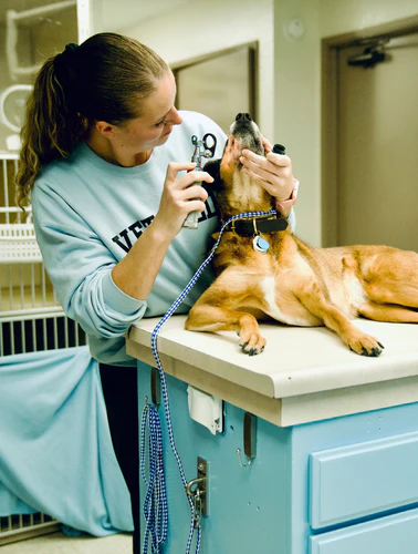 Doghook installation